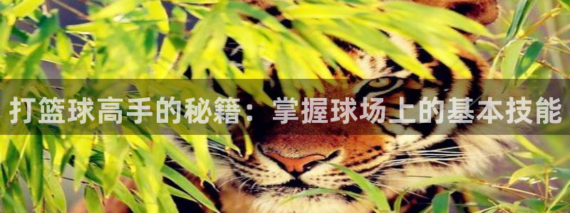 打篮球高手的秘籍：掌握球场上的基本技能